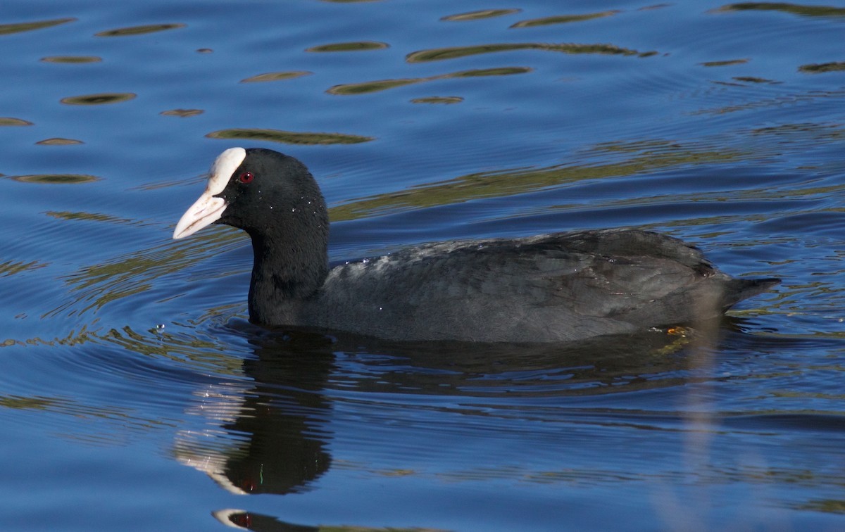 Eurasian Coot - ML292717381