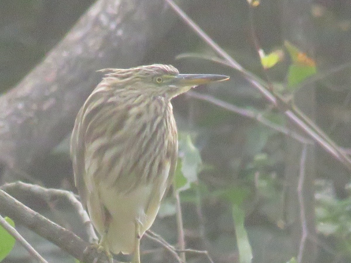 Indian Pond-Heron - ML292718091