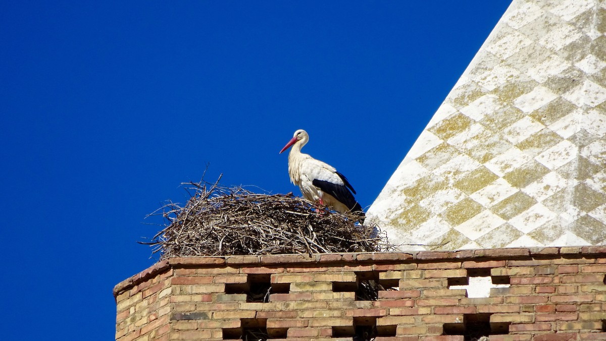 White Stork - Hector Marti