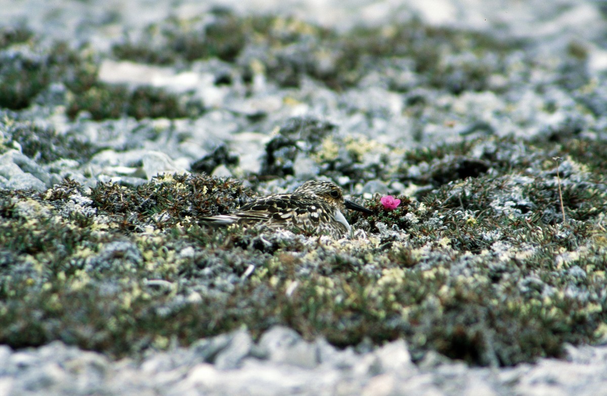 Bécasseau sanderling - ML292719611