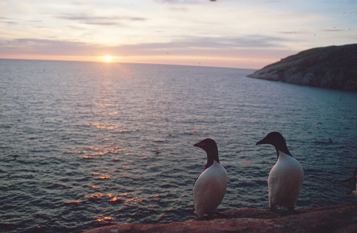 Thick-billed Murre - ML292719761