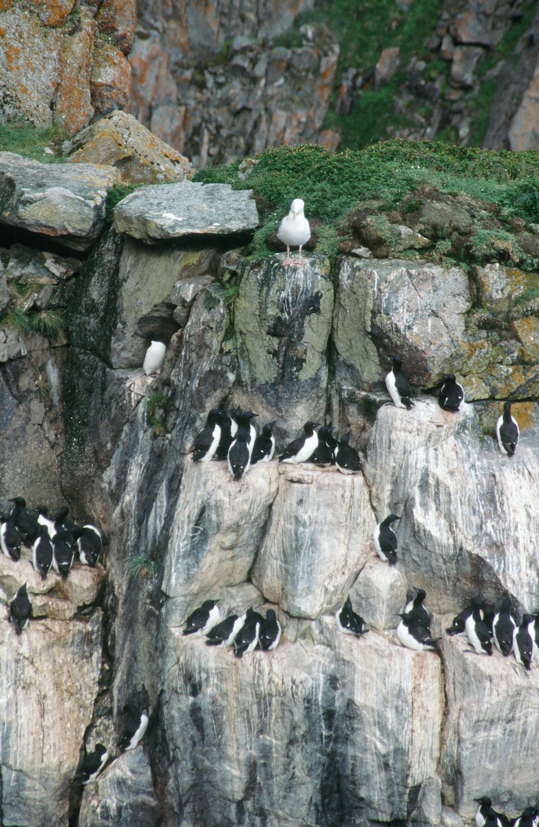 Thick-billed Murre - ML292719781