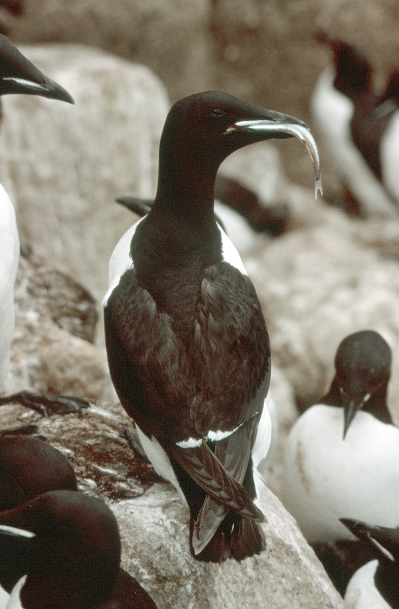 Guillemot de Brünnich - ML292719911