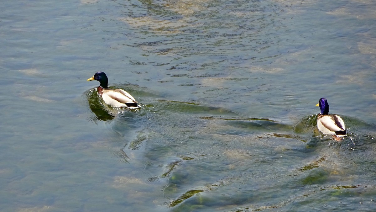 Mallard - ML292719961