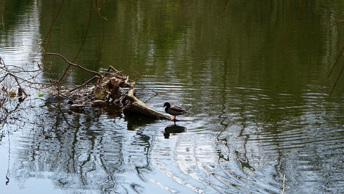 Mallard - ML292719971