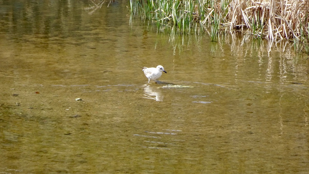 Yellow-legged Gull - ML292719991