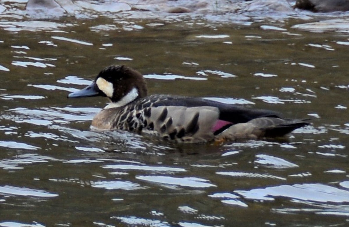 Spectacled Duck - ML292720511