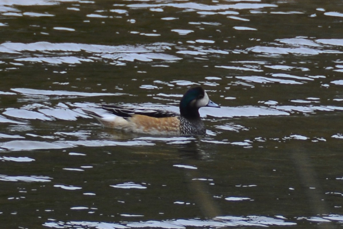 Chiloe Wigeon - ML292720651