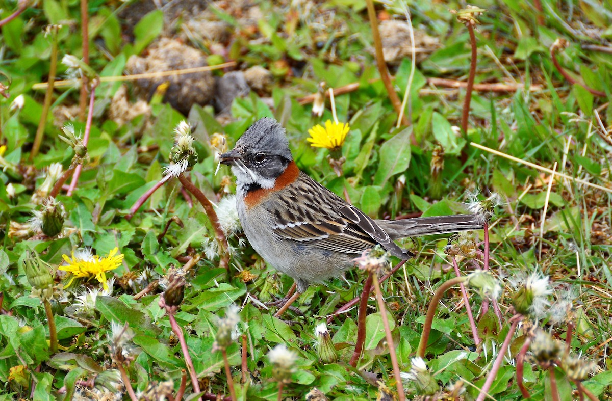 Rufous-collared Sparrow - Gerd Schön