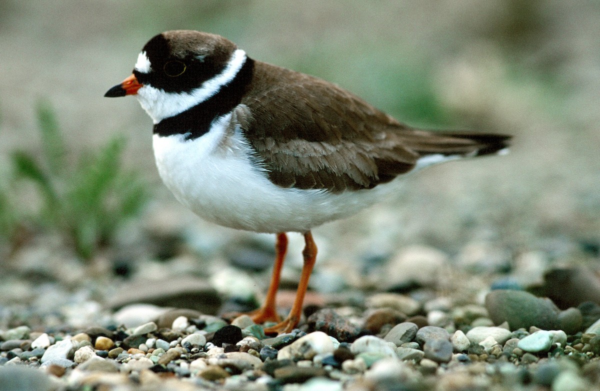 Semipalmated Plover - ML292720961