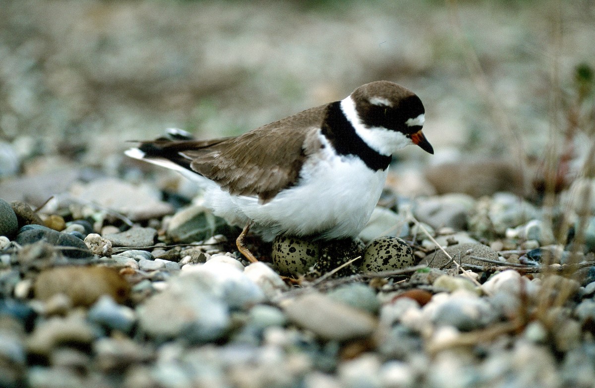 Semipalmated Plover - ML292720971