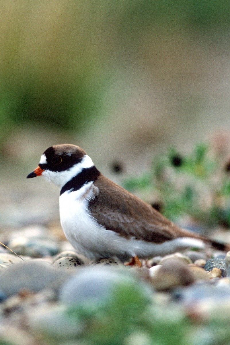 Semipalmated Plover - ML292720981