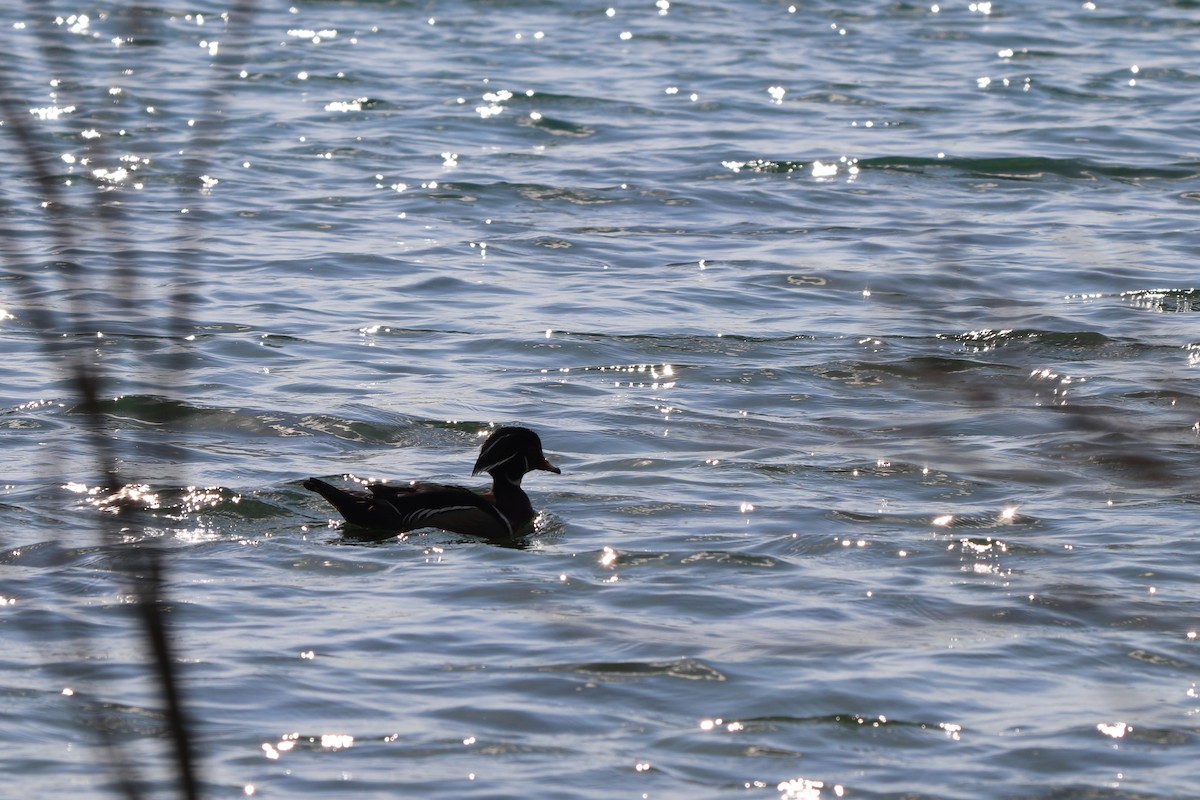 Wood Duck - ML292721591