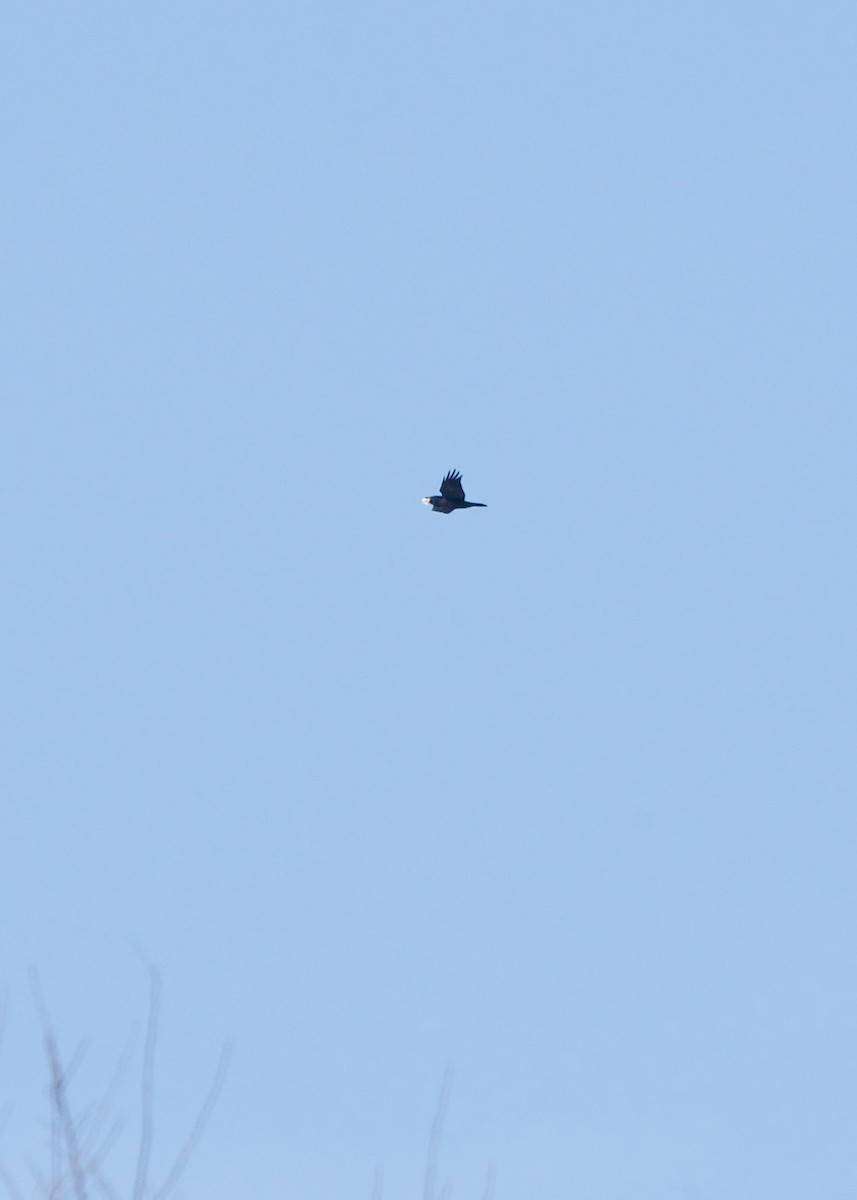 Common Raven - ML292721921