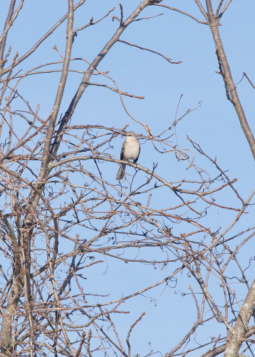 Northern Mockingbird - ML292721931