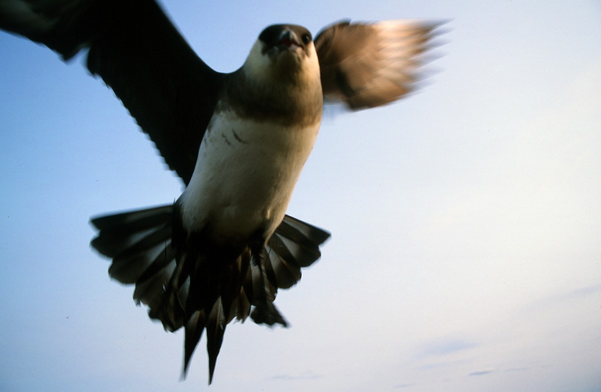 Parasitic Jaeger - ML292722281