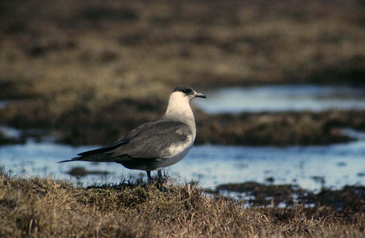 Págalo Parásito - ML292722311