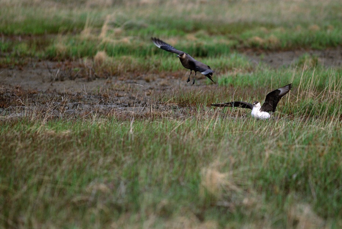 Parasitic Jaeger - ML292722451