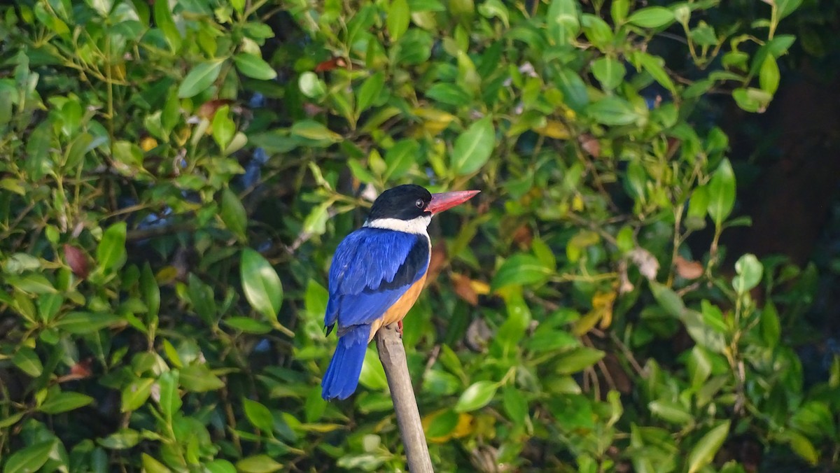 Black-capped Kingfisher - ML292722661