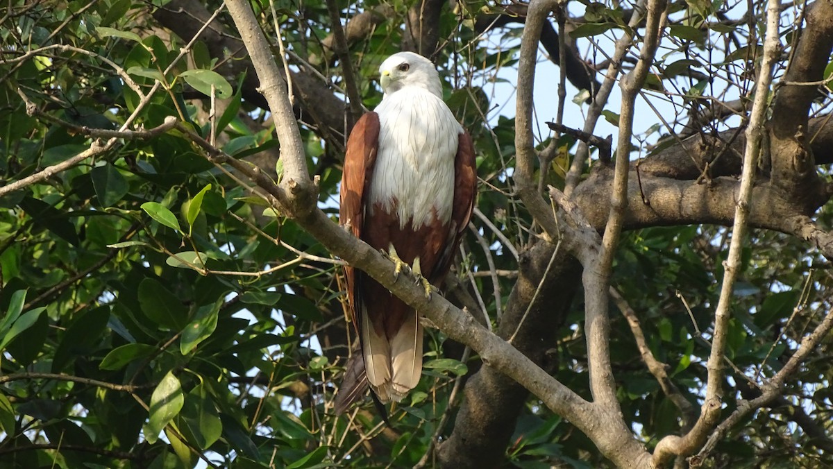 Brahminy Kite - ML292722671