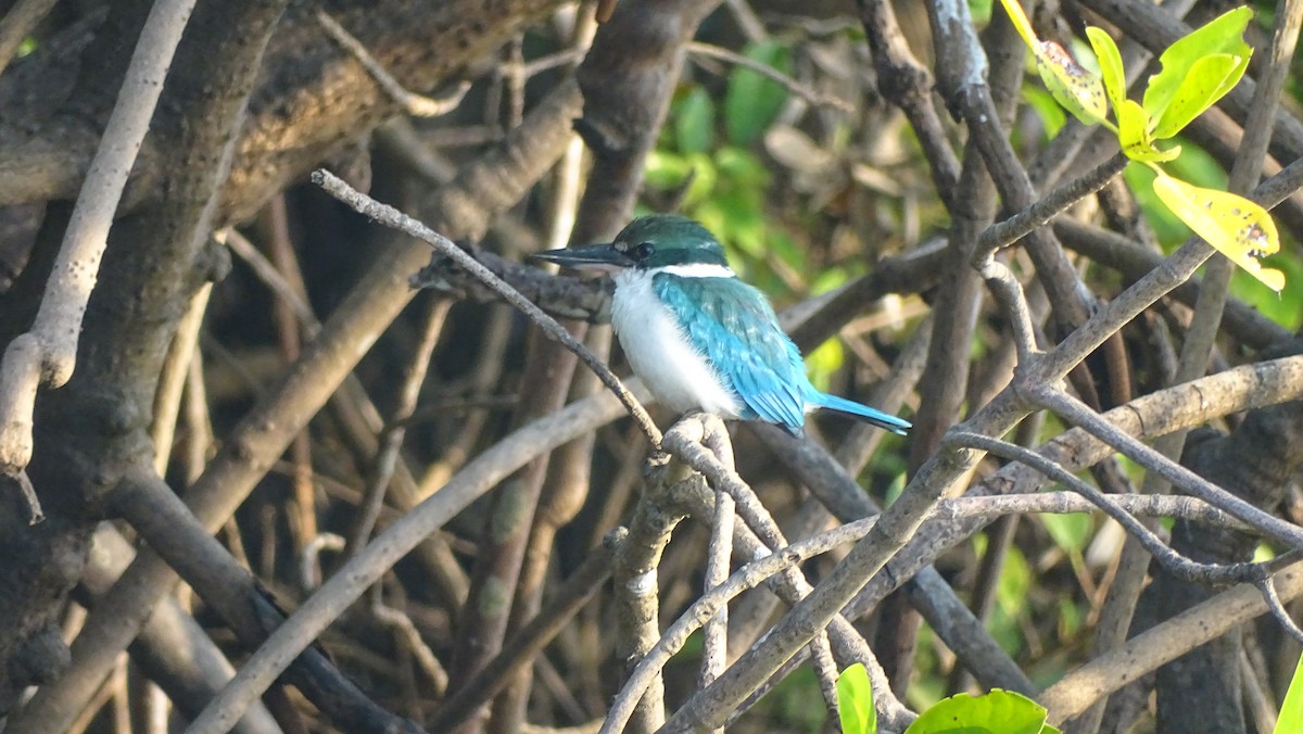 Collared Kingfisher - ML292722711