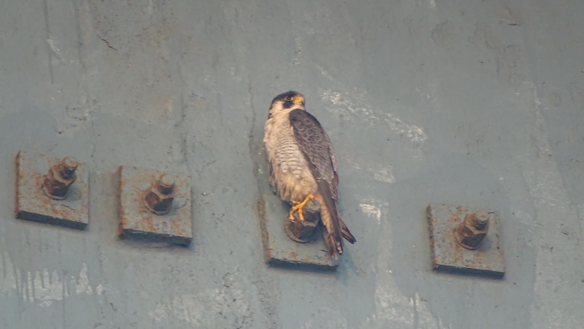 Peregrine Falcon - ML292722751