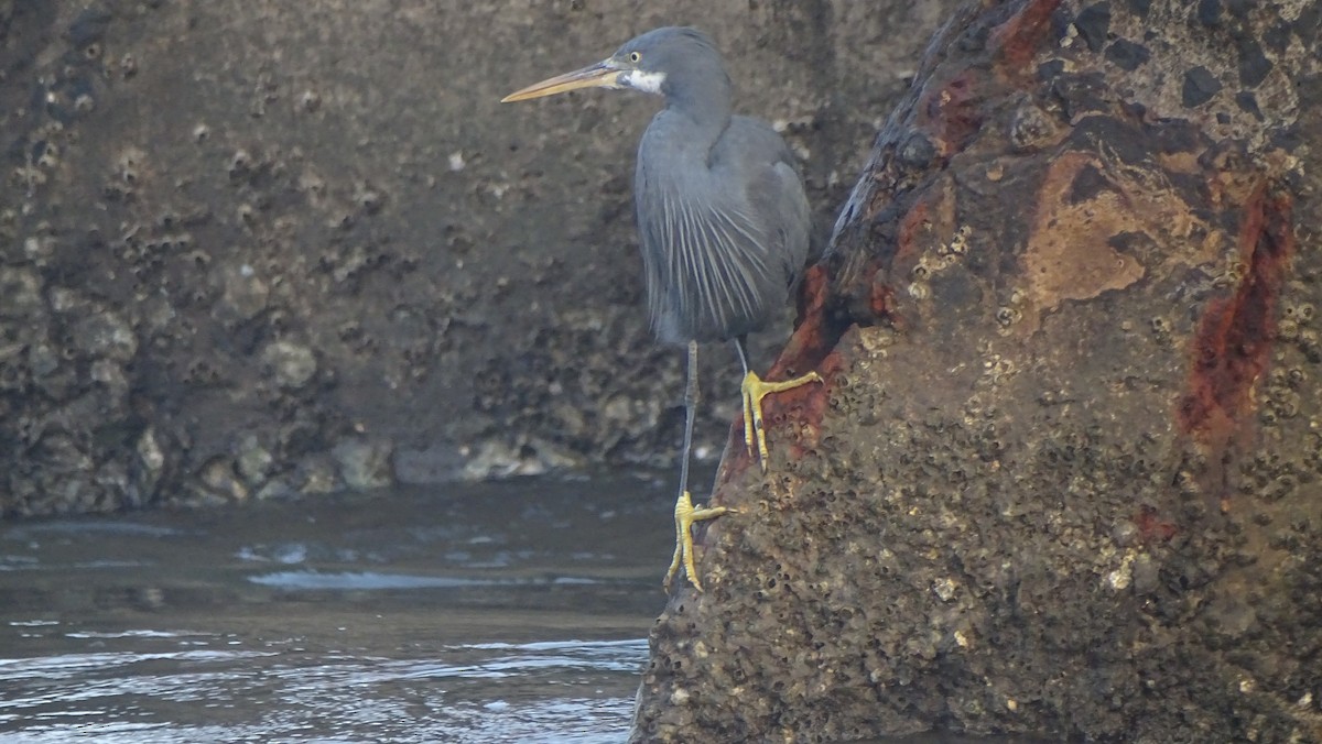 Western Reef-Heron - ML292722801