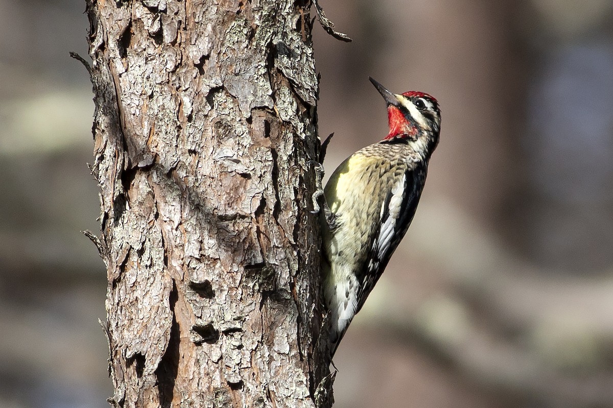 Yellow-bellied Sapsucker - ML292723151