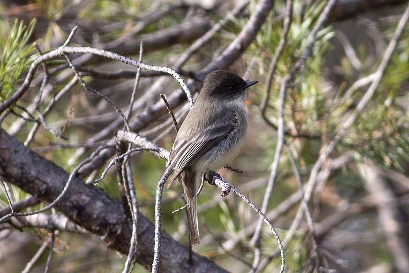 Eastern Phoebe - ML292723171