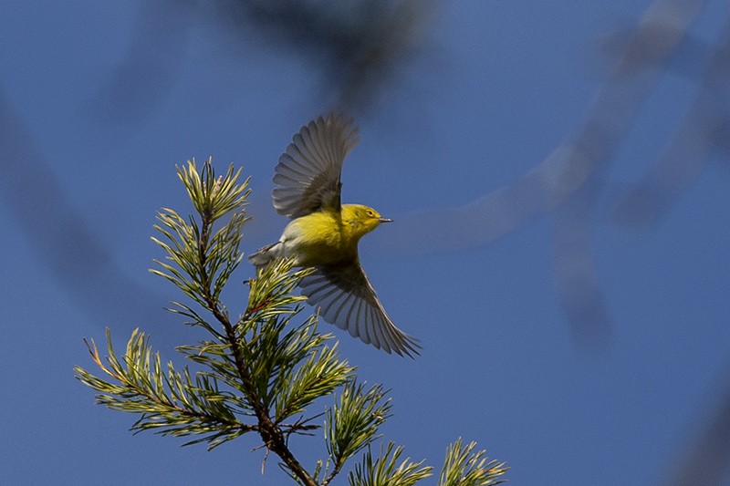 Pine Warbler - ML292723201