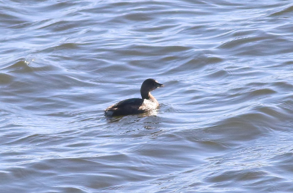 Pied-billed Grebe - ML292723951