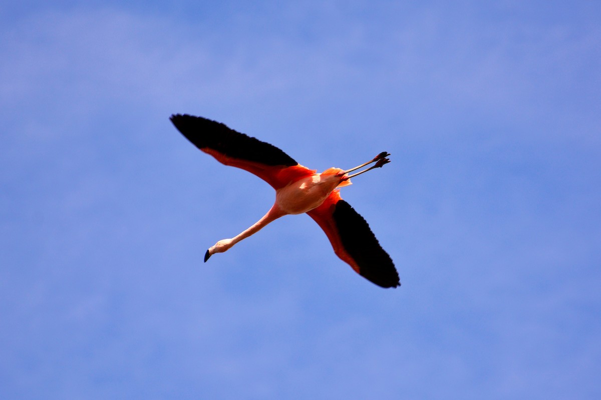 Chilean Flamingo - Gerd Schön