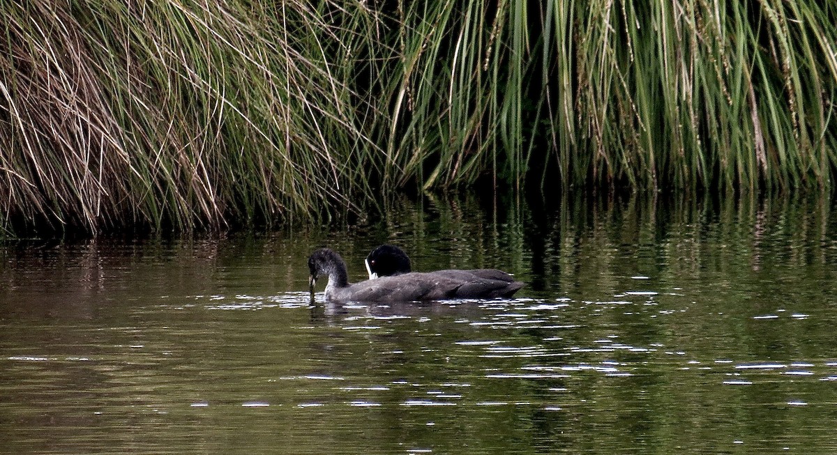 Eurasian Coot - ML292728581