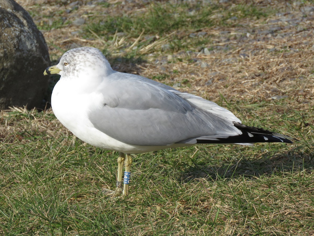 Ring-billed Gull - Patricia and Richard Williams