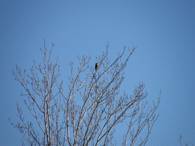 Iberian Green Woodpecker - ML292735671