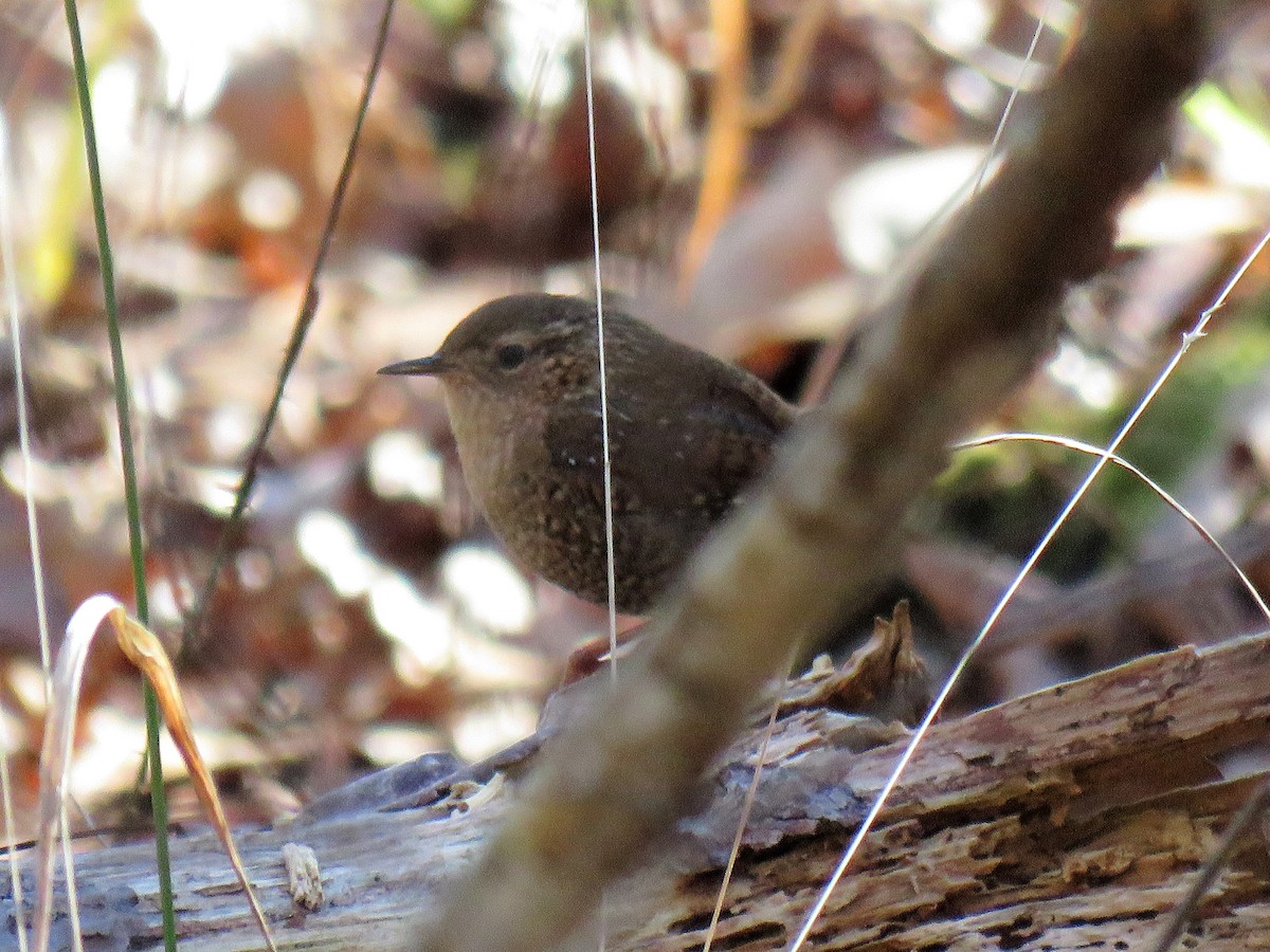 Winter Wren - ML292736191