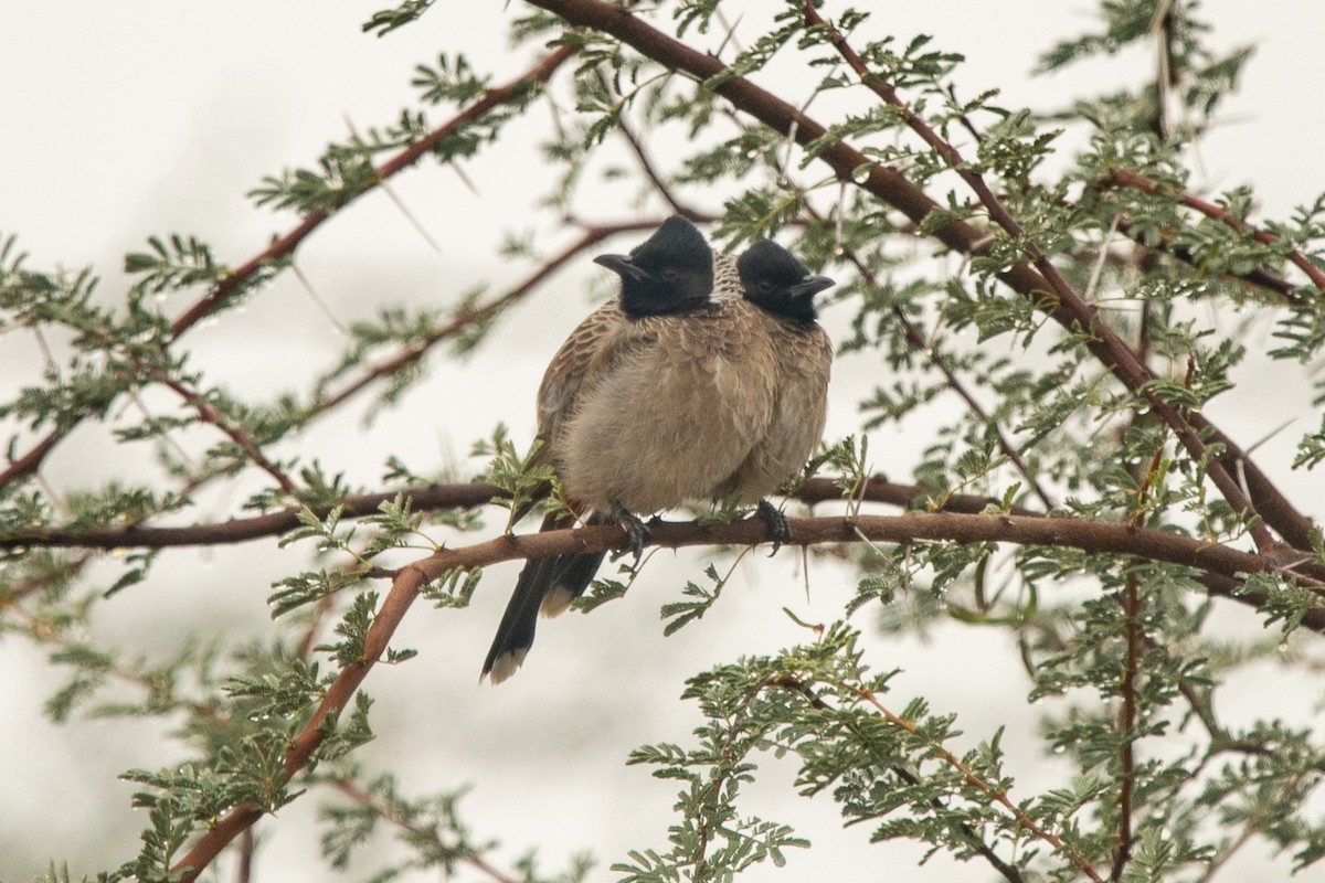 Red-vented Bulbul - ML292736241