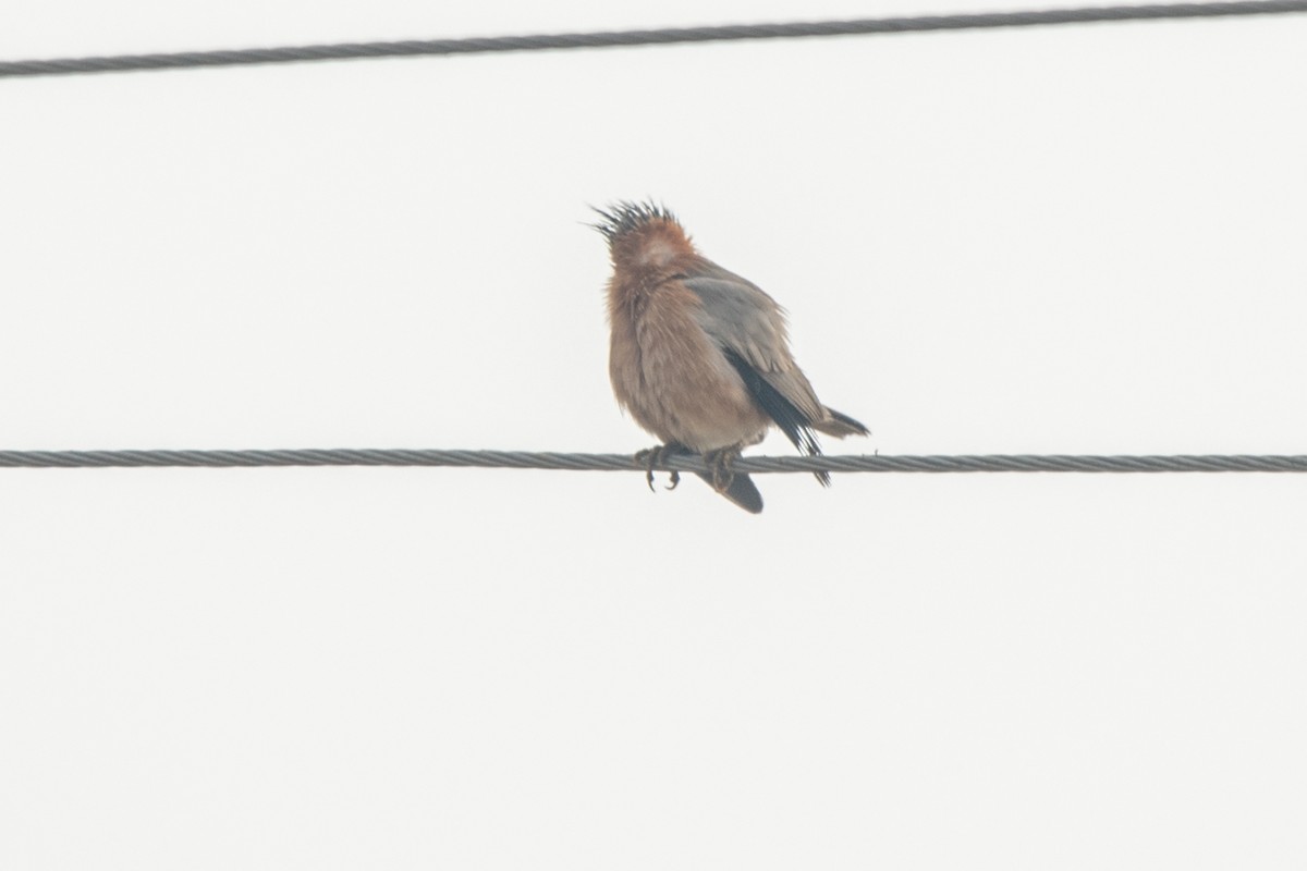 Brahminy Starling - ML292736581
