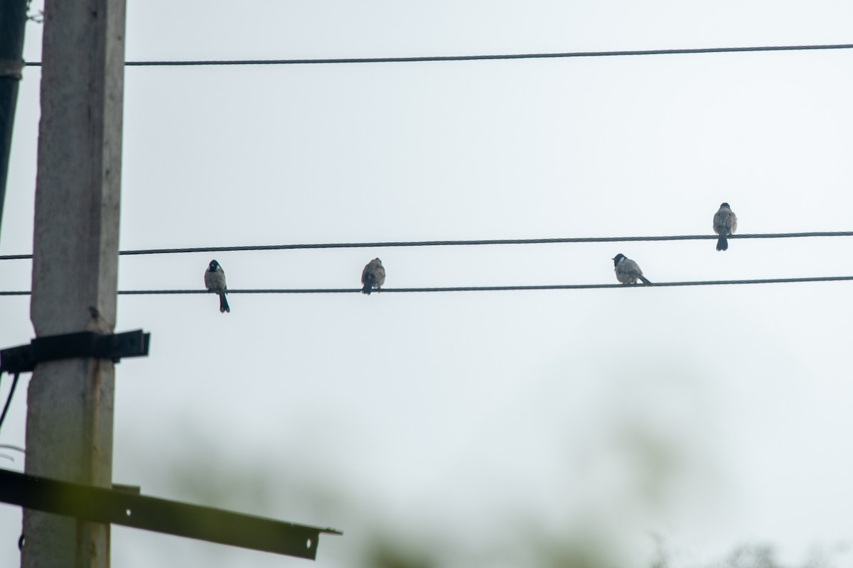 White-eared Bulbul - ML292736771