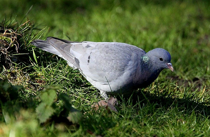 Stock Dove - ML292736851