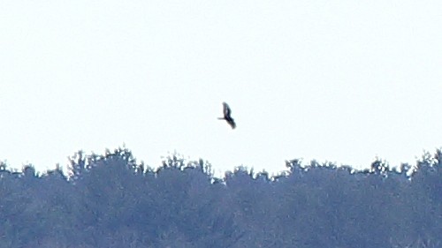 Rough-legged Hawk - Scott Heron