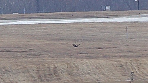 Rough-legged Hawk - ML292736961