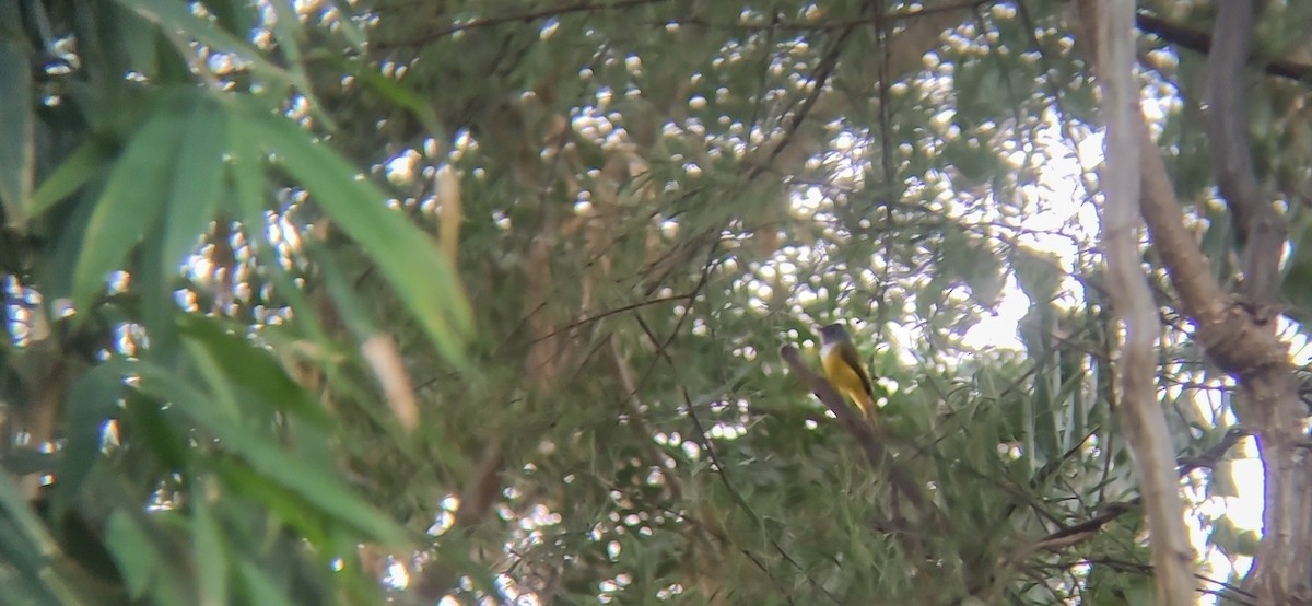 Gray-headed Canary-Flycatcher - ML292737001