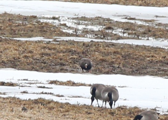 Greater White-fronted Goose - ML292737191