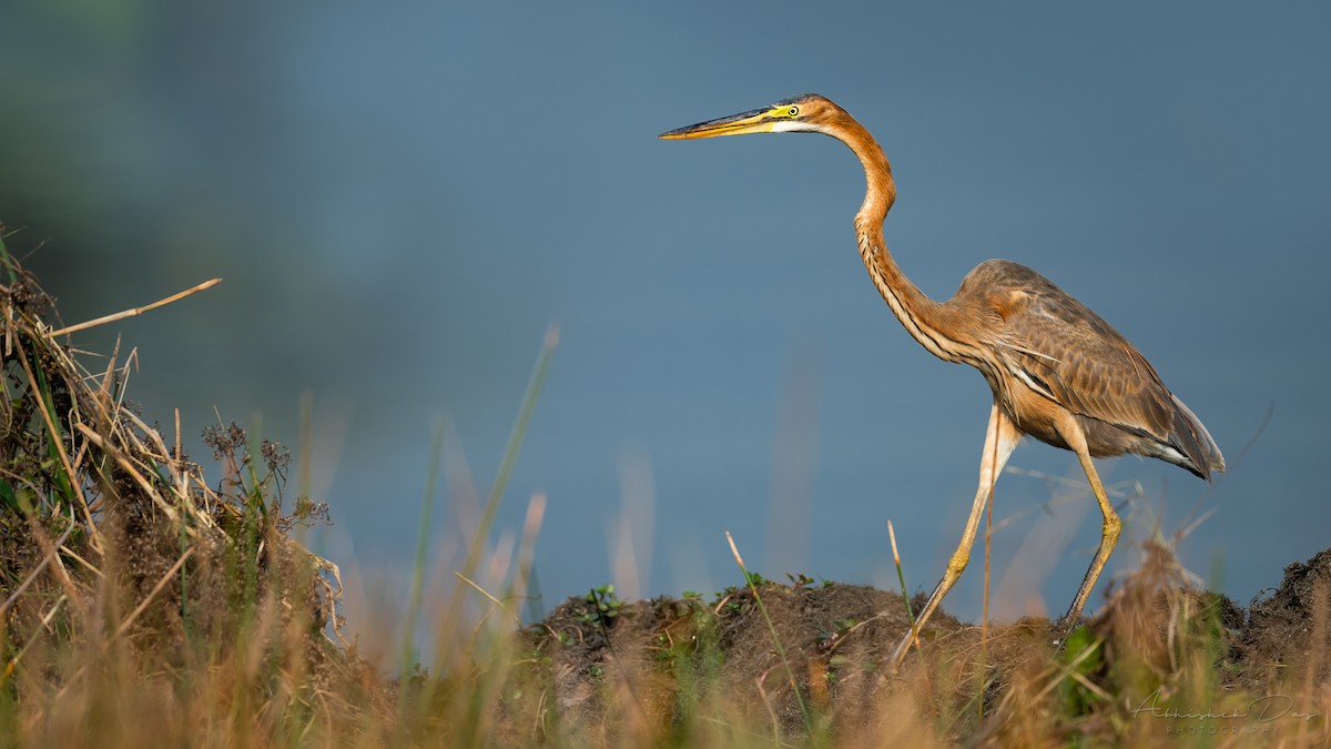 Purple Heron - ML292737211