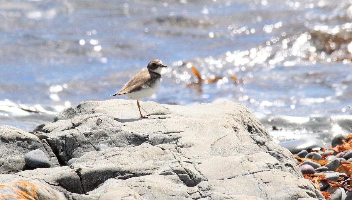 Semipalmated Plover - ML292738571