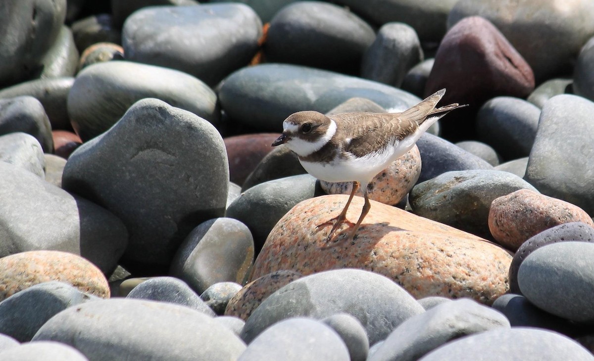 Semipalmated Plover - ML292738581