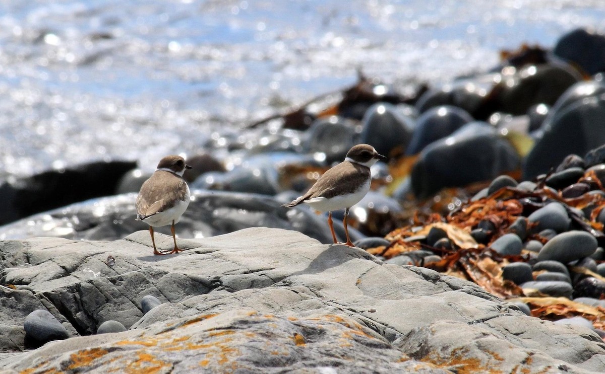 Semipalmated Plover - ML292738781