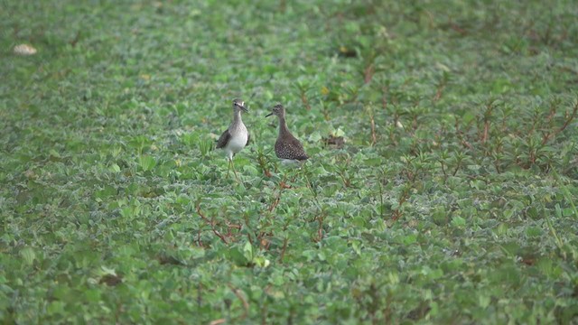 Wood Sandpiper - ML292739831