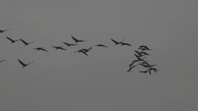 עגור קנדי - ML292741231